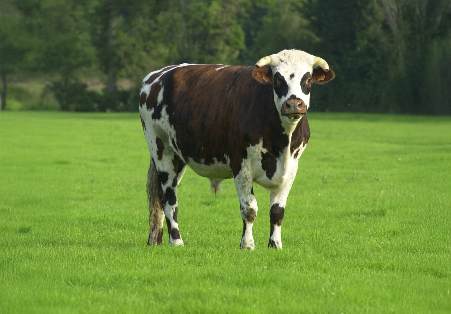 STG "Boeuf traditionnel de race Normande" &copy;Organisme de s&eacute;lection en race Normande