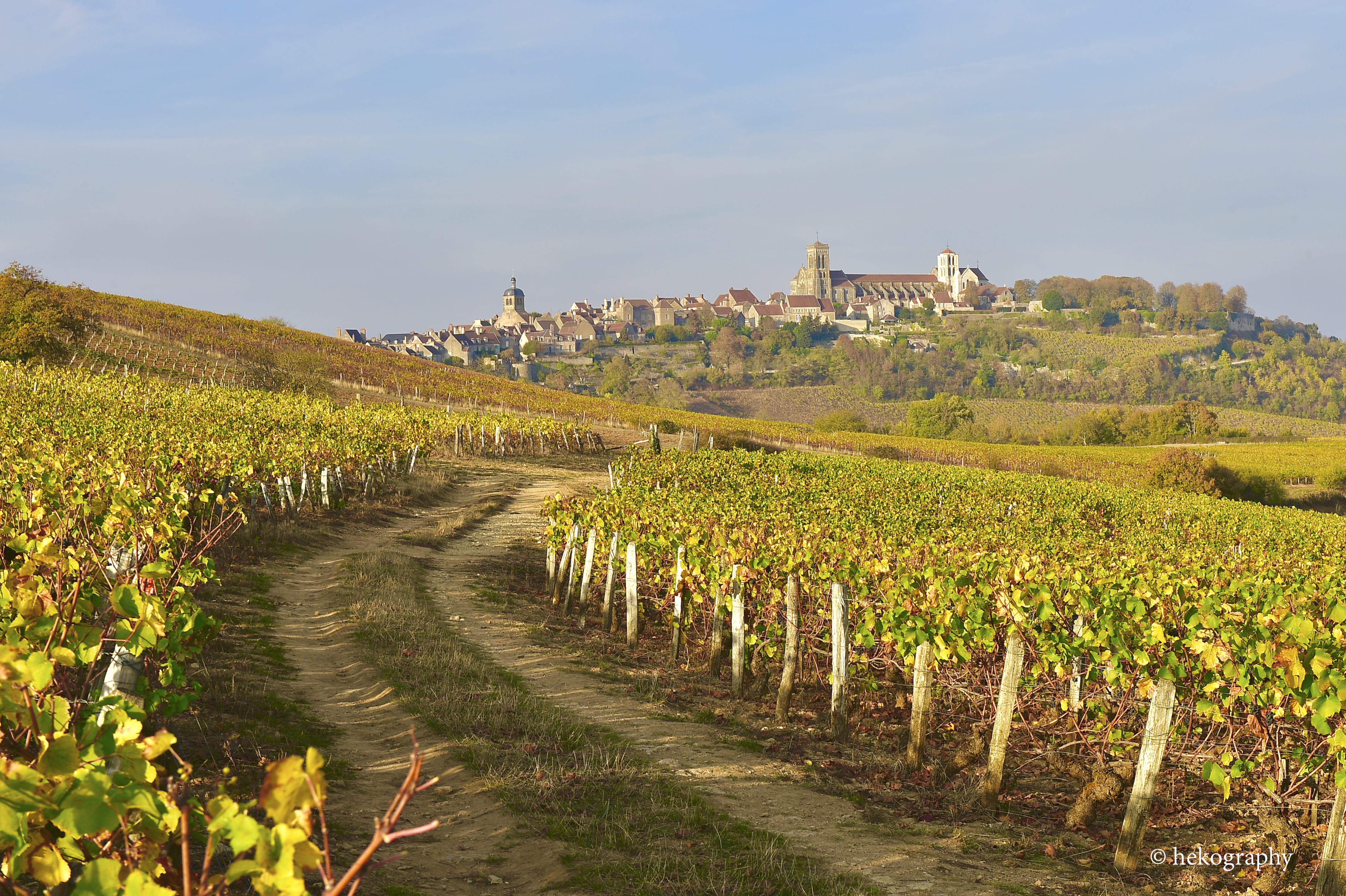 V&eacute;zelay vignobles