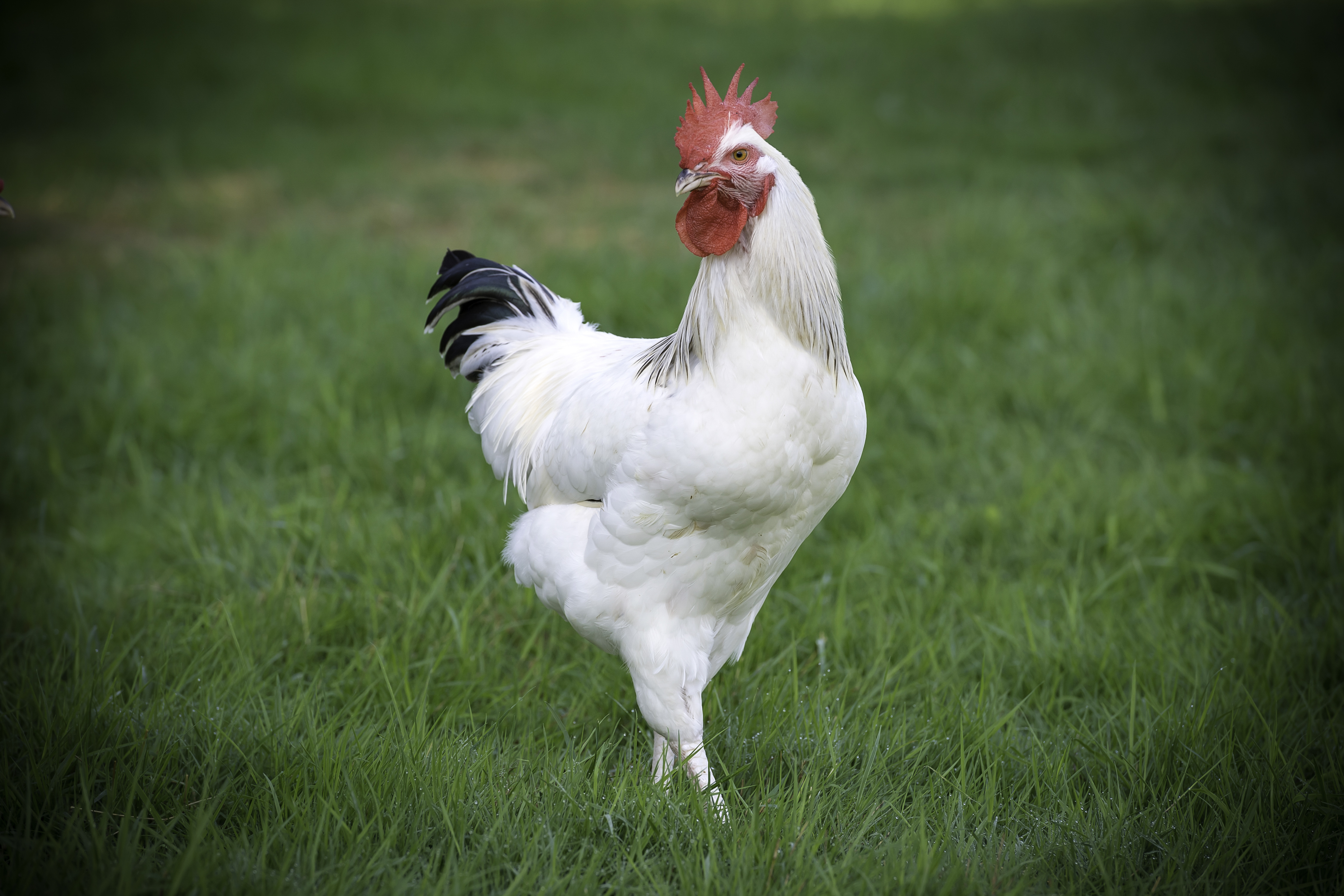 Poulet3 &copy; Jer&ocirc;me Chabanne 22