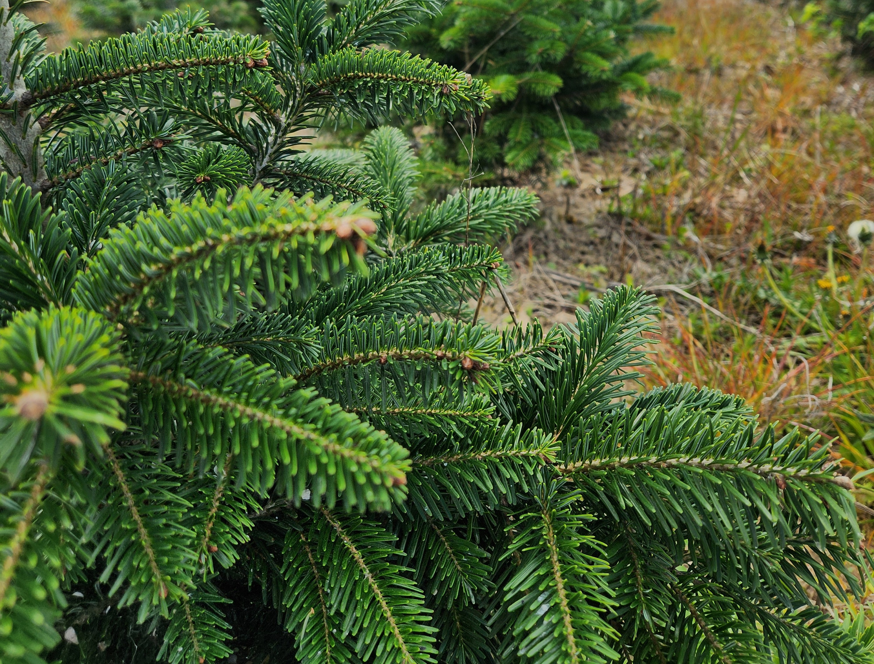 IGP "Sapin de No&euml;l du Morvan" &copy;Excellence V&eacute;g&eacute;tale