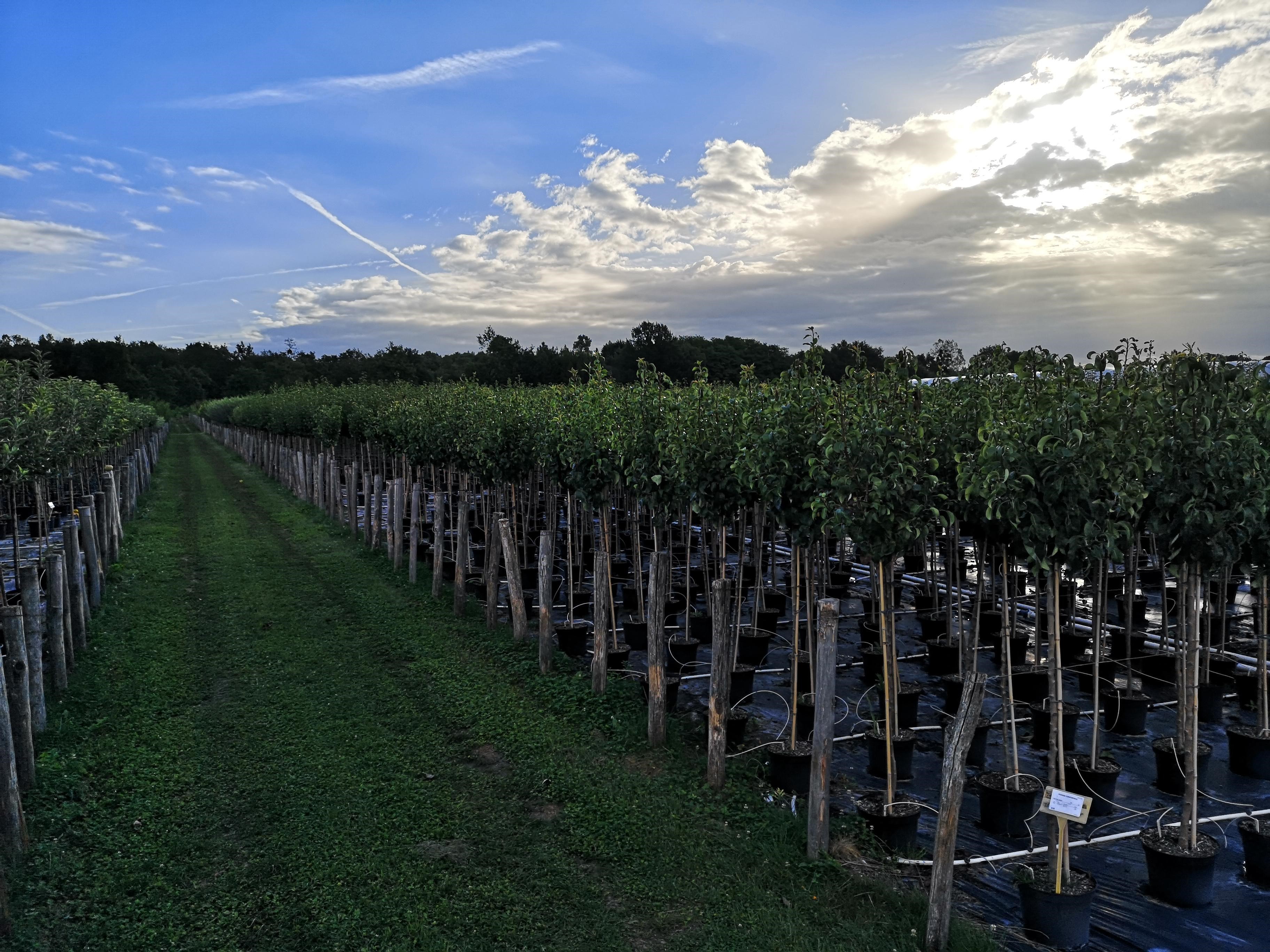 arbres