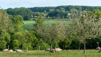 AOP Cidre du Perche ©David Commenchal 
