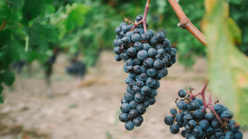 Photographie d'une grappe de raisin sur une vigne
