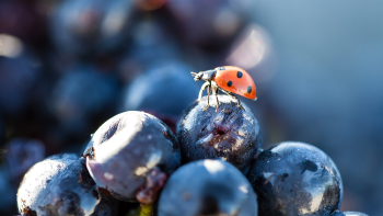 ©Syndicat des Viticulteurs du Saint-Pourçain