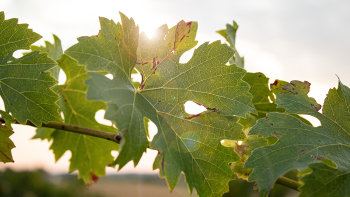 AOP Vins de Tursan ©Qualité Landes