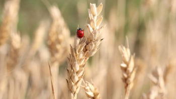 Photographie d'une coccinelle dans un champs de blé