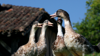 Photographie de canards - IGP et Label Rouge "Volailles fermières des landes" ©Qualité Landes