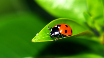 Coccinelle sur une feuille