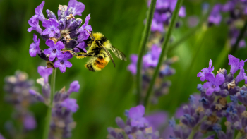Une abeille en train de butiner ©Photo de Jenna Lee sur Unsplash