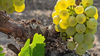 Grappe de raisins ©Jens Meyers sur Unsplash