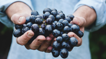 Main portant une grappe de raisins ©Maja Petric sur Unsplash