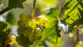 Grappe de raisin