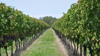 Vignes de Bearn