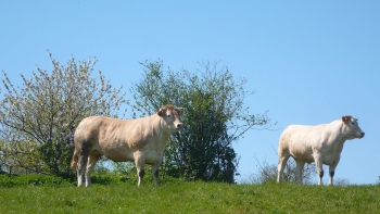 IGP Boeuf de Vendée