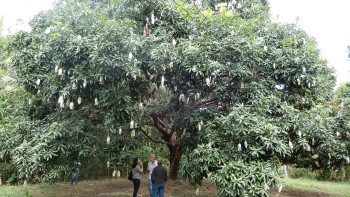 Manguier de Guimaras