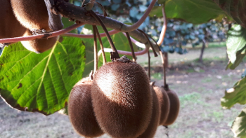 IGP Kiwi de Corse