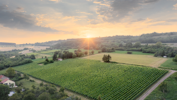 Photo de vignes ©Oury Schreiber