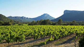 Vignoble Pic Saint-Louis