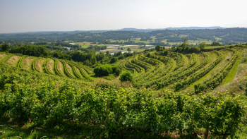 Vignes en Corrèze ©Fédération des vins de Corrèze