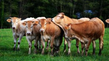 IGP et Label Rouge Boeuf de Chalosse
