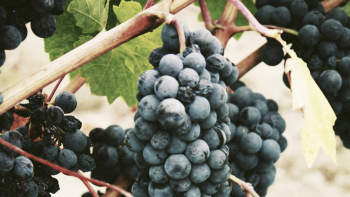 Cabernet