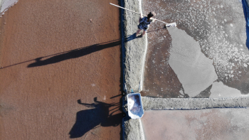Fleur de sel de l'Île de Ré ©Michèle JEAN-BART