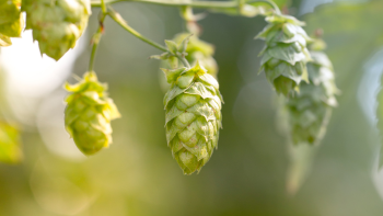 Houblon