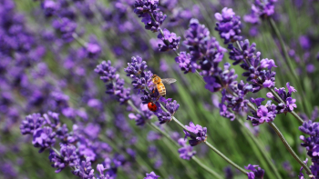 Coccinelle et abeille sur de la lavande ©Mario Mendez sur Unsplash