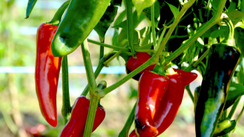 Pied de piment d'Espelette