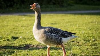 Oie sur de l'herbe © Shashank Verma sur Unsplash