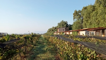 Vignoble Mexique