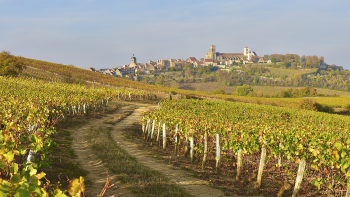 Vignoble Vézelay