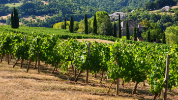 Photo de vigne 