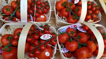 Tomates de bouche Label Rouge ©AIFLG