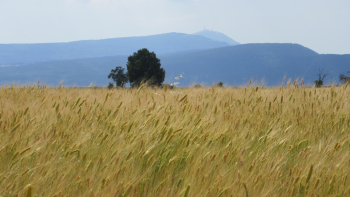 IGP "Petit épeautre de Haute Provence" ©SYPEHP