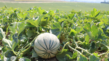 IGP "Melon de Cavaillon" ©ALH