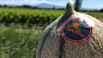 Photographie d'un melon de Cavaillon ©ALH