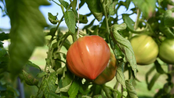 Tomates Label Rouge ©AIFLG