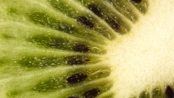 IGP "Kiwi de l'Adour" ©Olivier Russeil