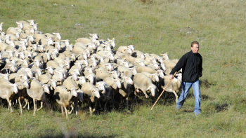 Confédération Générale de Roquefort, 2009 ©B. TAURAN