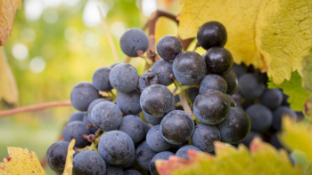 IGP "Côtes du Lot" ©Syndicat des vins Côtes du Lot