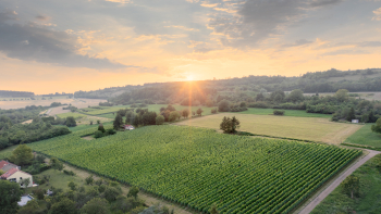IGP "Lorraine" ©Audrey Krommenacker - Association des Vignerons de Lorraine