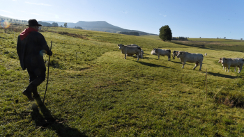 Troupeau de vaches AOP « Fin gras du Mézenc » pâturant