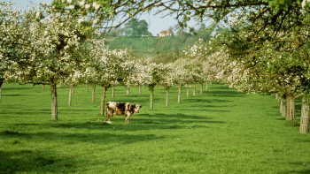 Le paysage bocager augeron, des prés-vergers en hautes tiges façonnés par la culture cidricole ©Interprofession Des Appellations Cidricoles, 2018