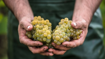 Muscadet Coteaux de la Loire, 2018 ©Emeline Boileau