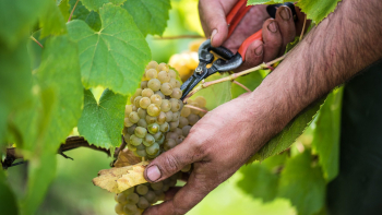 Muscadet Côte de Grandlieu, 2018, ©Emeline Boileau