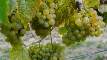 Test en tant que VIFA de la variété de raisin VOLTIS, résistante aux maladies comme le mildiou ou l’oïdium, pour la production du Champagne, à Plumecoq ©Guillaume PERRIN / SGV