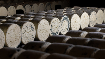 Pains de Roquefort en cours d’affinage ©Spatule Prod