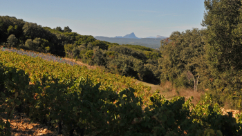 Vignoble AOP « Languedoc » en Occitanie