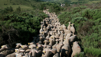 Troupeau d'agneaux de Lozère en transhumance au Mont Lozere